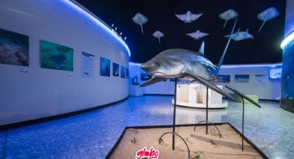 Exposición Tiburones del Museo de Historia Natural: ¿Cuándo ir y cuál es el costo de los boletos?