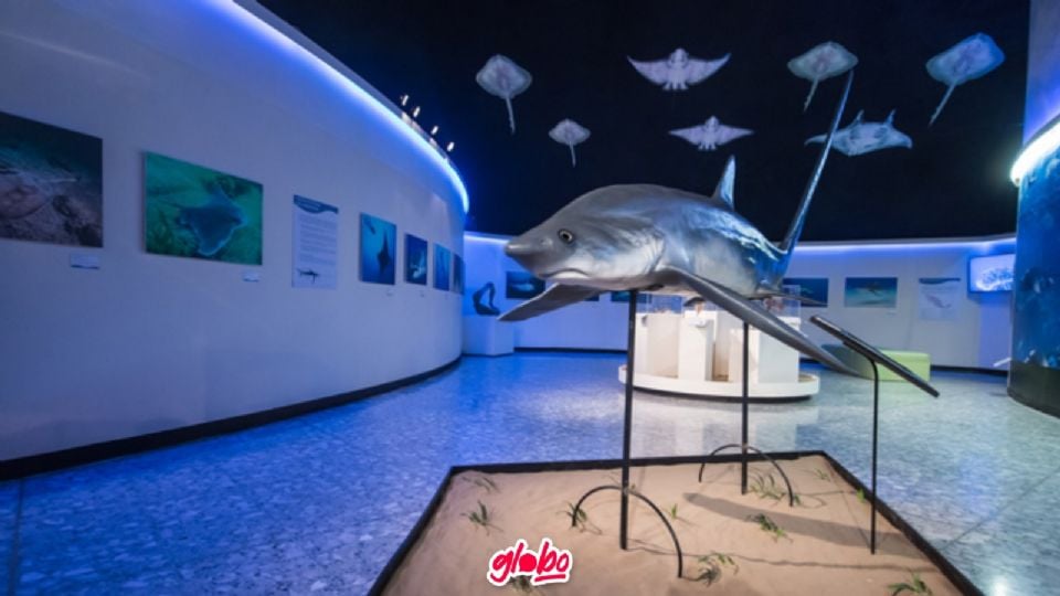 Si eres amante de la vida marina, no dudes en visitar la exposición Tiburones.