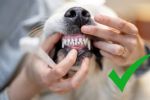 Cómo desinflamar las encías de tu perro, según especialistas