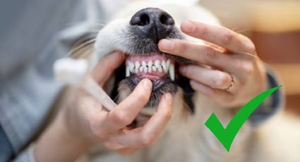 Cómo desinflamar las encías de tu perro, según especialistas