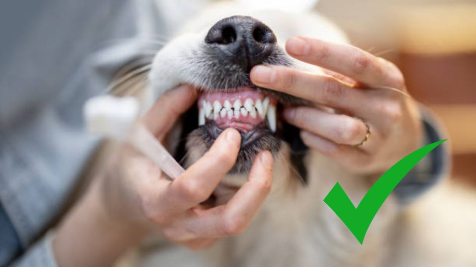 Cómo desinflamar las encías de tu perro, según especialistas. Fuente: Foto: Pexels / Producción FM Globo
