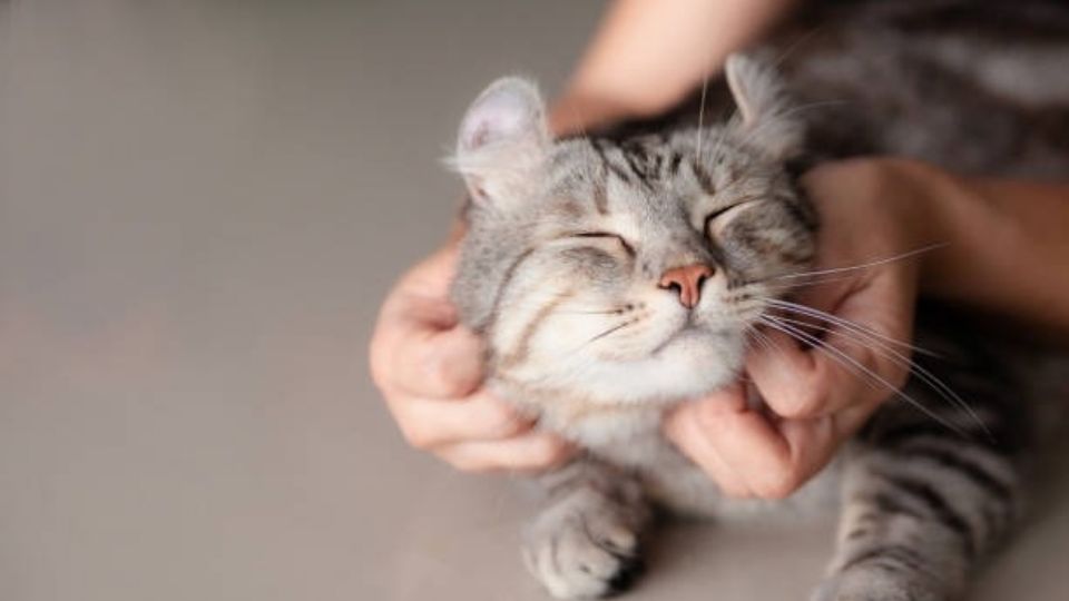 Conoce cuáles son las cuatro razas de gatos que disfrutan la compañía de los humanos. Fuente: Foto: iStock