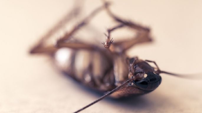 Repelente casero para evitar cucarachas en la cocina: Así puedes usar vinagre para prepararlo