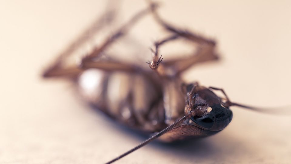 Las cucarachas son una plaga pero se pueden combatir.