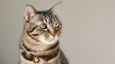 Las 7 razas de gatos que no fueron creadas por los humanos