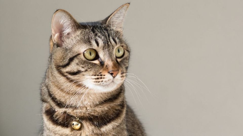 Las 7 razas de gato que no han sido creadas por los humanos