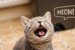 Aprende a traducir los distintos tipos de maullidos de tu gato