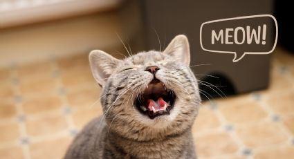 Aprende a traducir los distintos tipos de maullidos de tu gato