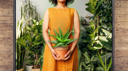 Conoce el significado de que una planta de sábila se pudra, según practica milenaria