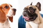 Cuántos años vivirá tu perro, según el tamaño de su hocico