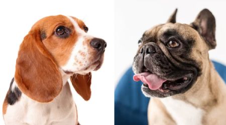 Cuántos años vivirá tu perro, según el tamaño de su hocico