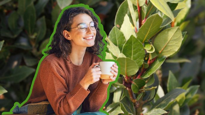 ¿Qué beneficios tiene el té de laurel por la noche y para qué sirve?