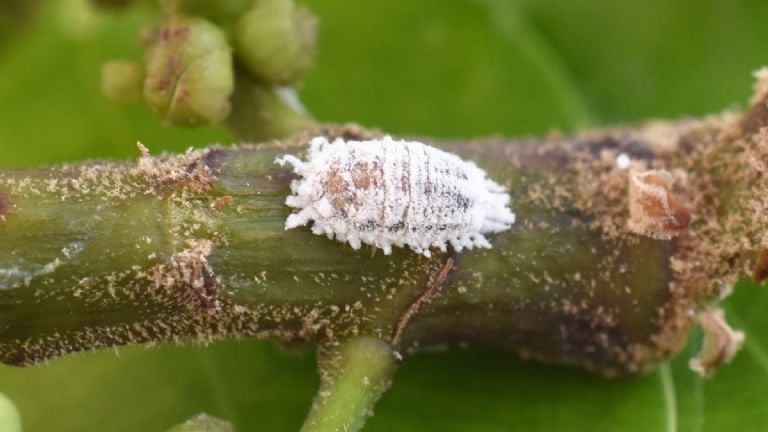 cochinilla algodonosa