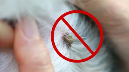 Aprende a combatir las garrapatas para que no entren a tu hogar esta temporada