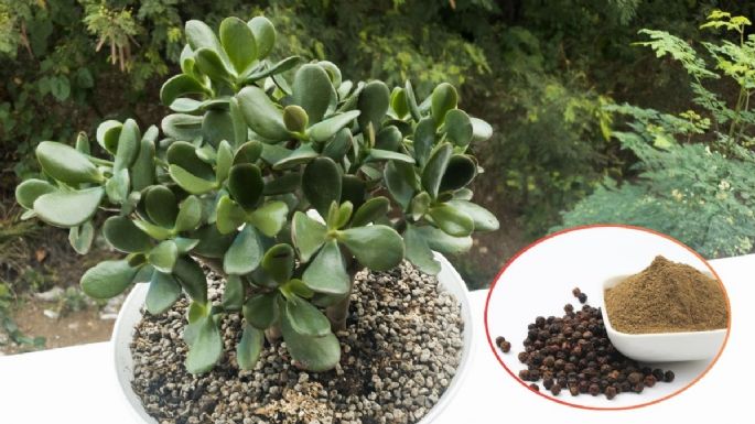 ¿Qué sucede si le colocas pimienta a tu árbol de Jade?