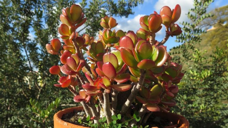 arbol de jade con hojas carnosas