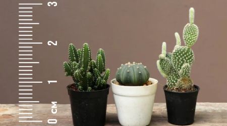 Así puedes cultivar cactus miniaturas de forma sencilla