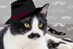 Conoce el motivo por el que es recomendable tener un gato blanco con negro en tu hogar