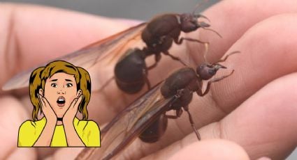 Estas son las Chicatanas, las hormigas gigantes que aparecen con la llegada de la lluvia