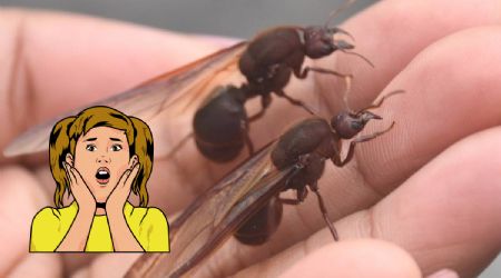 Estas son las Chicatanas, las hormigas gigantes que aparecen con la llegada de la lluvia