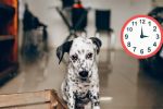 Conoce cuánto es el tiempo que se puede dejar a un perro solo en casa