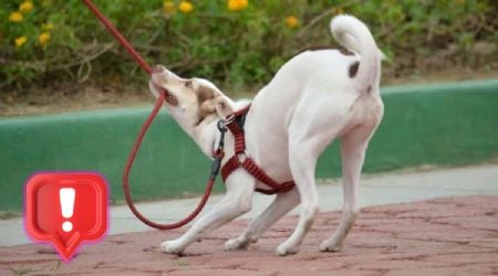 Esto es lo que los especialistas recomiendan hacer si tu perro se escapa y no obedece