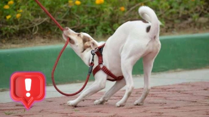 Esto es lo que los especialistas recomiendan hacer si tu perro se escapa y no obedece