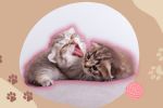 Descubre las razones por la que tu gato se lame todo el tiempo, según expertos