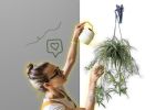 Conoce la mejor forma de regar la planta cinta para que crezca más linda