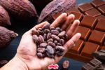 Festival del Cacao en CDMX: ¿Cuándo, dónde y qué actividades se realizarán?