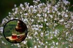 ¿Cómo se toma el té de valeriana en la noche para dormir y quiénes pueden consumirlo?