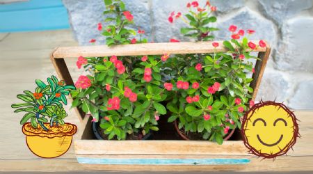 Cuál es el mejor lugar para colocar la Corona de Cristo y que estalle de flores rojas