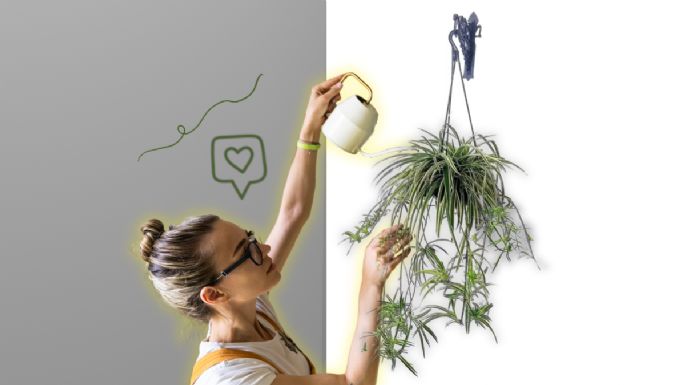 Conoce la mejor forma de regar la planta cinta para que crezca más linda