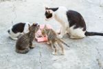 Un Biólogo exige la eliminación de los gatos de las calles: los motivos