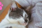 7 consejos básicos para cuidar a los gatos, según especialistas