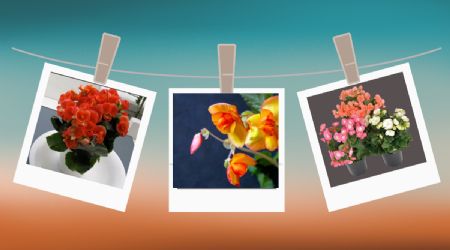 Descubre la hermosa planta con aroma a vainilla que florece todo el año