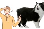 Conoce el origen de la raza de gato cymric