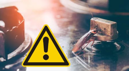 Cómo combatir las cucarachas de tu cocina usando un económico alimento