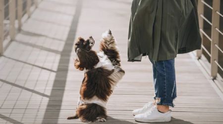 Por qué los perros saltan sobre las personas, según especialistas