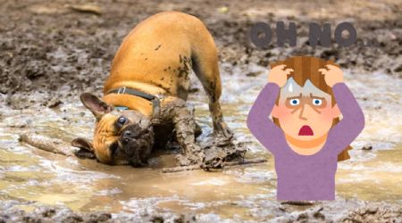 Estas son las 5 razas de perros con la peor conducta del mundo
