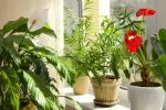 Foto ilustrativa de la nota titulada: Conoce las tres mejores plantas para iluminar y decorar un departamento