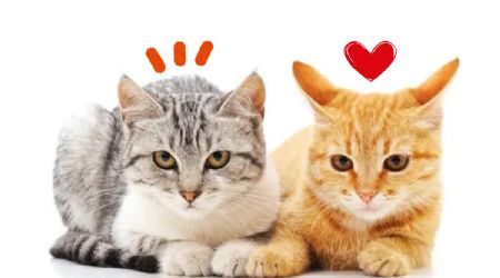 Descubre los motivos por el que tu gato se acerca algunas personas y a otras no