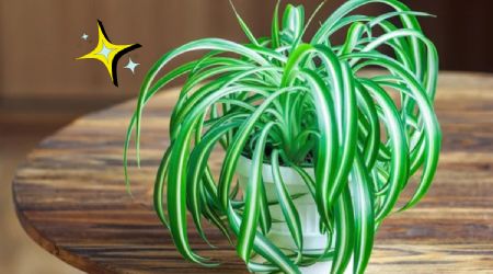 Conoce la planta de interior que es ‘oro’ para evita la humedad del baño