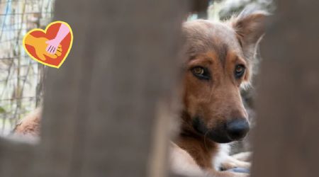 Descubre todos los beneficios de adoptar un perro