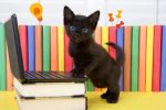 Gatos: cómo enseñarle a obedecer a nuestros felinos