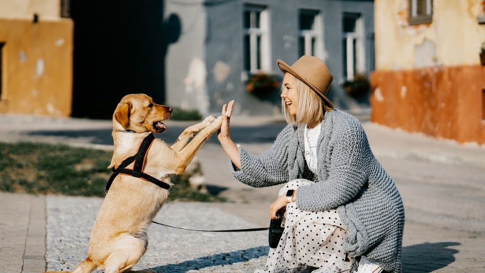 Los perros ayudan a reducir la ansiedad y la depresión en mujeres.