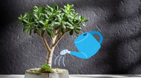 Esta es la hora perfecta para regar el árbol de jade