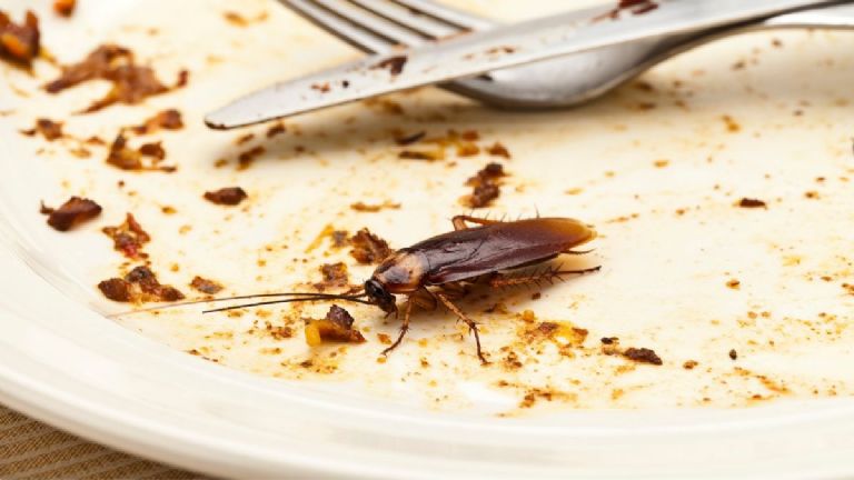 cucaracha en la comida de un restaurante de guadalajara