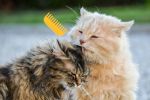 Conoce las 6 razas de gatos con pelo rizado