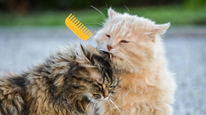 Conoce las 6 razas de gatos con pelo rizado